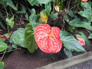 Anthurium Andreanum, of course      